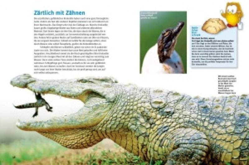 Preview: Entdecke die Reptilien